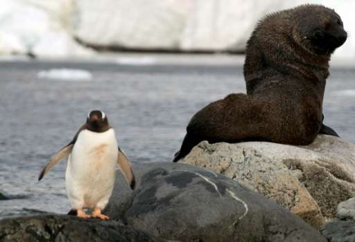 Antarctica is home to more than 10,000 unique species, including seals and colossal squid