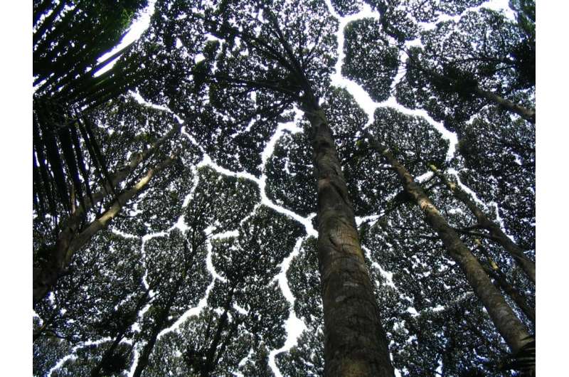 Ant bridges connect shy tropical tree crowns