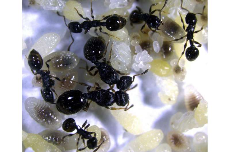 Ant colonies that are highly specialized have lower chances of survival when sudden changes occur