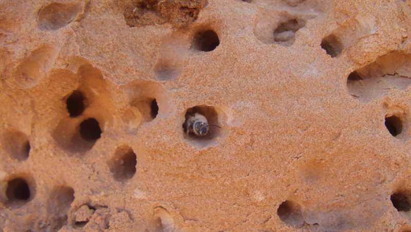 Anthrophora pueblo emerges from its sandstone nest