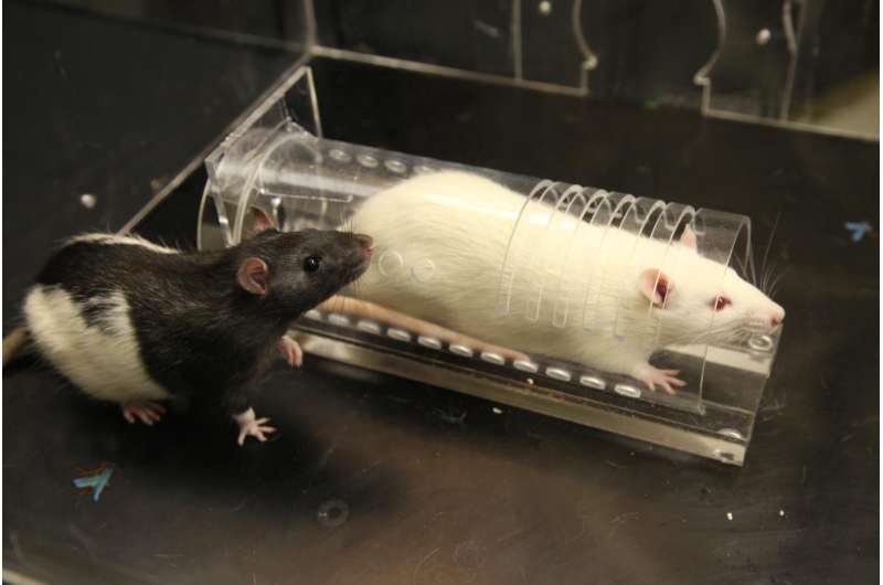 Anti-anxiety medication limits empathetic behavior in rats