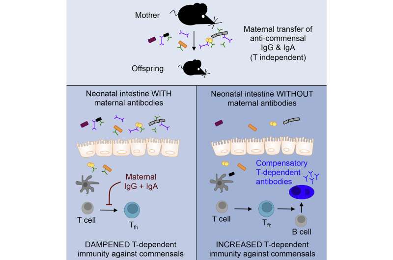 Antibodies in breast milk help newborn mice tolerate good gut microbes