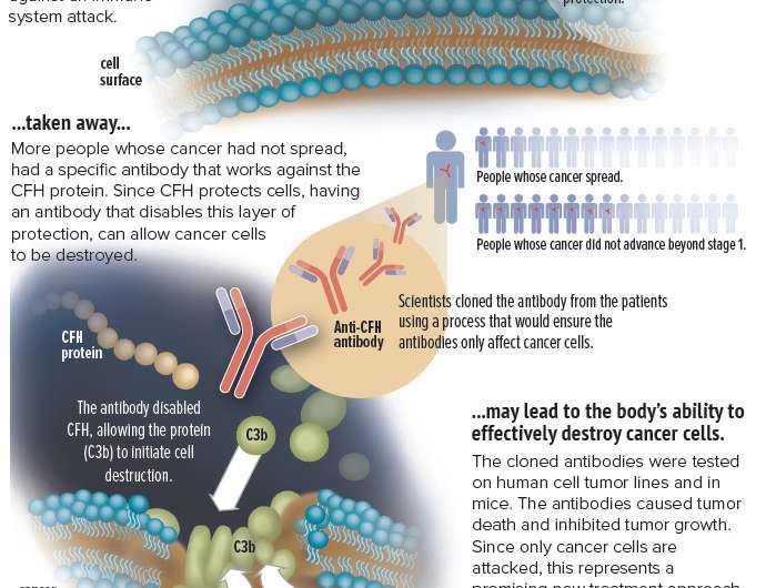 Antibody appears to attack cancer cells, leaving other cells unscathed