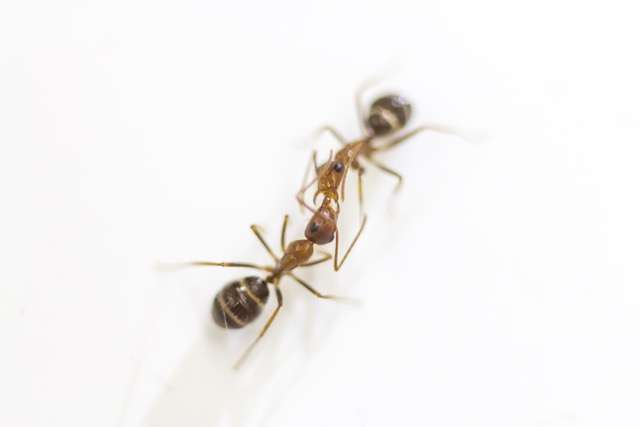 Ants communicate by mouth-to-mouth fluid exchange