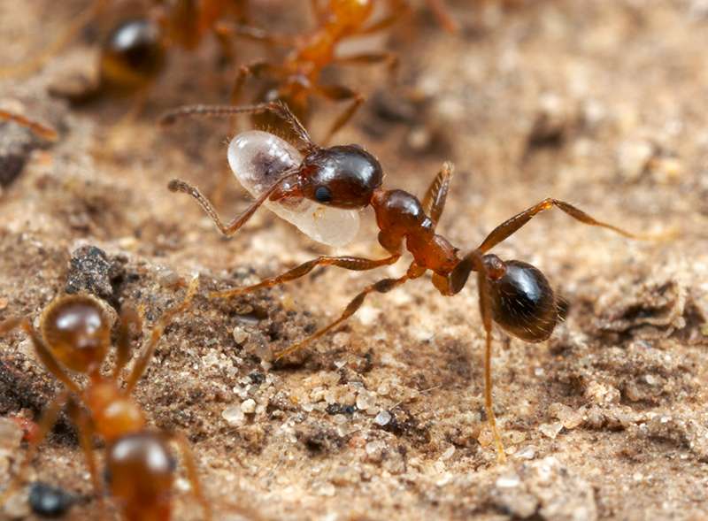 Ants don’t get Alzheimer’s