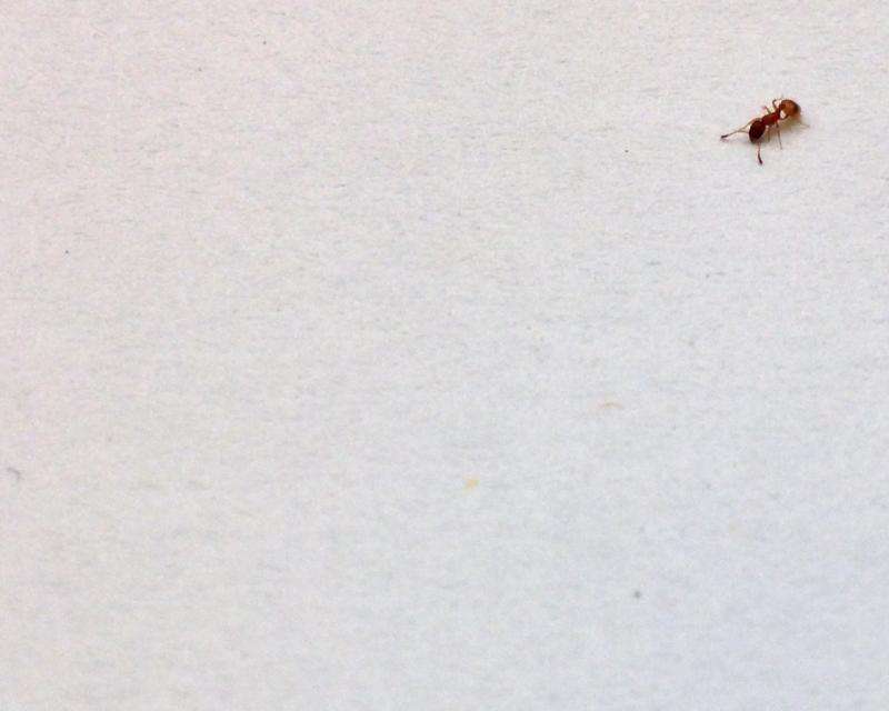 Ants respond to social information at rest, not on the fly