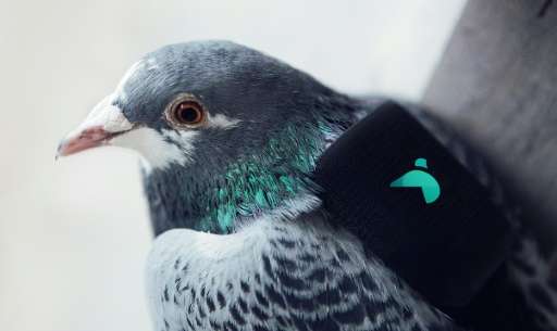 An undated handout photo released in London on March 16, 2016, shows a GPS device and pollution sensor strapped to a pigeon, to 