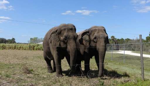 A pair of female elephants stand together on March 8, 2016 in their enclosure at the Ringling Bros. Center for Elephant Conserva