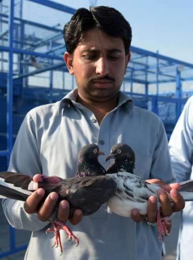 A Pakistani caretaker holds a pair of racing pigeons after a day of flying during the pigeon race national championship in Islam