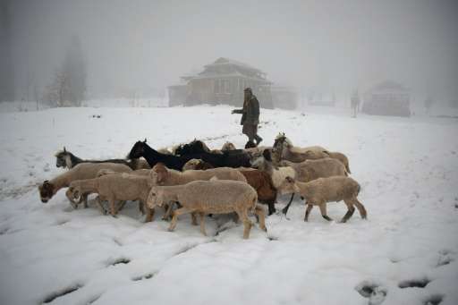 A Pakistani Kashmir resident walks with his livestock in the snow-covered Neelum Valley in Pakistan-held Kashmir