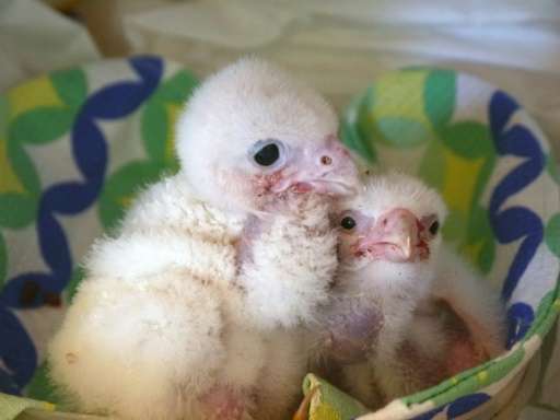 A photo released on January 27, 2016 by the Chilean Agricultural and Livestock Service (SAG) shows albino peregrine falcon chick
