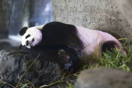 A photo taken on May 18, 2016 shows female giant panda Hao Hao, showing signs of pregnancy at the Pairi Daiza zoo in Belgium