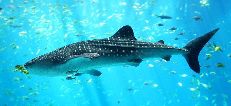 A population study of whale sharks in the Red Sea reveals unique group dynamics