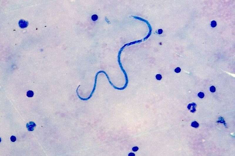 A predictive risk map for the nematode parasite Mansonella perstans in Uganda