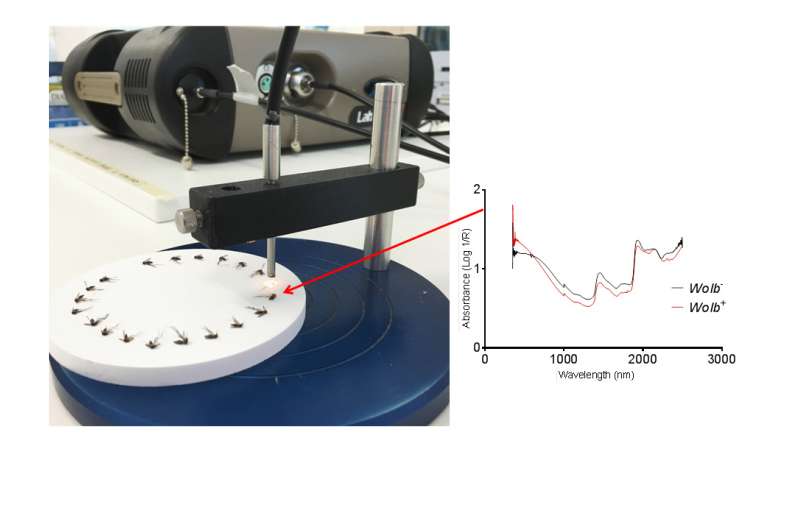 A quick and easy new method to detect Wolbachia bacteria in intact Aedes mosquitoes