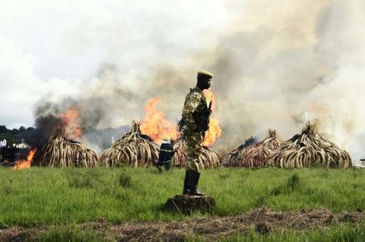A ranger stands in front of burning ivory stacks at the Nairobi National Park on April 30, 2016