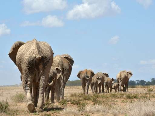 A report by the International Union for Conservation of Nature (IUCN) put Africa's total elephant population at around 415,000, 