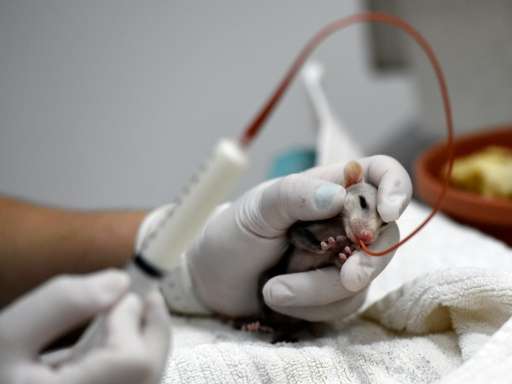 A rescued baby opossum is fed by a clinic worker at the Pelican Harbor Seabird Station in Miami, Florida