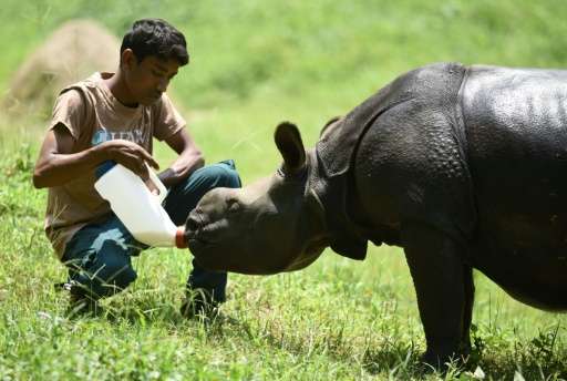 A rescued male rhino calf is fed a bottle of milk by an Indian animal keeper at Kaziranga National Park, some 250km east of Guwa