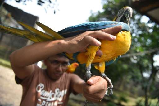 A ring on the leg of a Brazilian makaw at a vast aviary in Bogor, Indonesia, is proof it was bred in captivity and not smuggled 