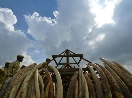Around 16,000 tusks will be set alight in a huge symbolic blaze aimed at sending a strong message about the danger of ivory poac