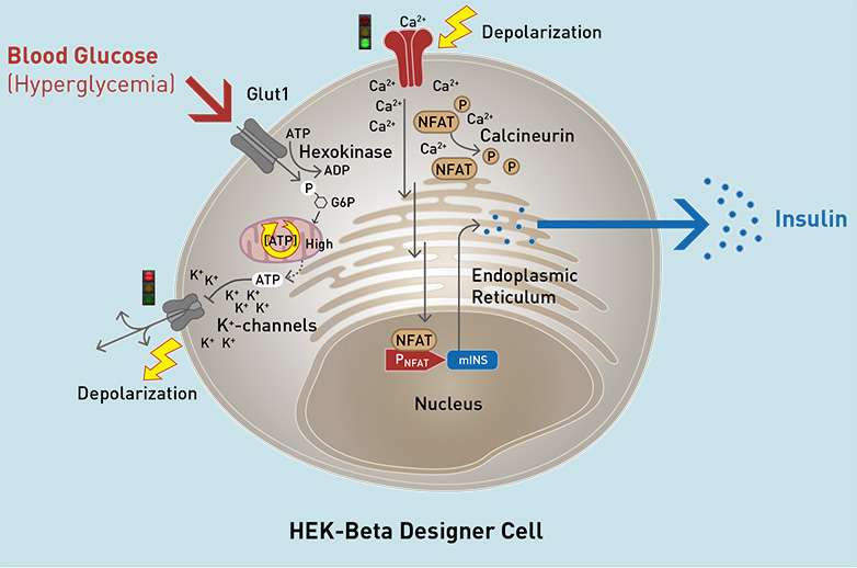 Artificial beta cells