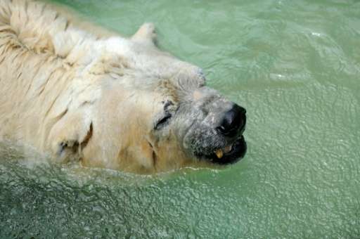Arturo the polar bear was the latest of more than 60 animals to die over recent months at the zoo in the western city of Mendoza
