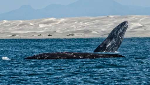 A satellite-tagging program has led to the discovery that western gray whales are the longest migrating mammal known today