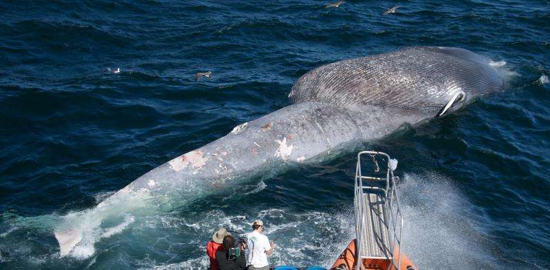 As Australian shipping grows, how can we avoid collisions with marine animals?