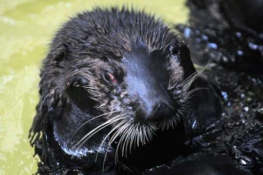 A sea otter pictured at the Oceanopolis centre in Brest, western France, on December 9, 2016