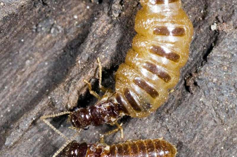 Asexual succession strategy of termites