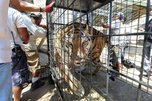 A Siberian tiger named Tyson roams his cage moments before being returned to his enclosure at the Wildlife Waystation in Sylmar,