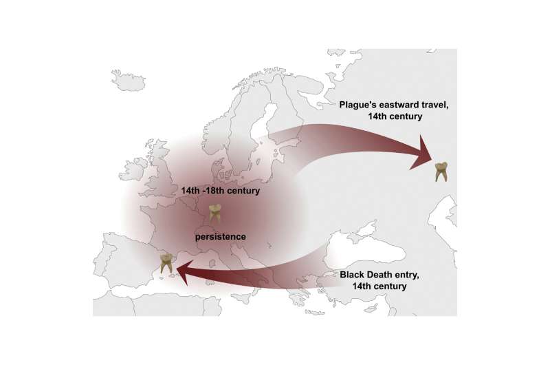 A single strain of plague bacteria sparked multiple historical and modern pandemics