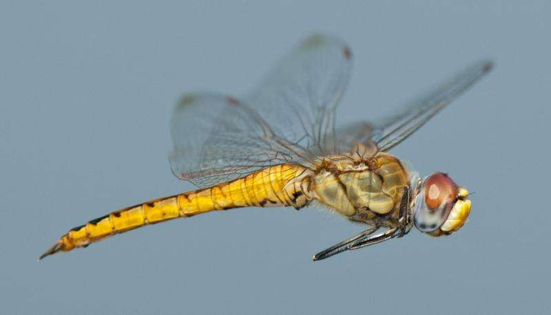 A small dragonfly is found to be the world's longest-distance flyer