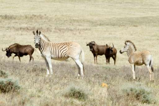 A small group of scientists and conservationists believe they have recreated the quagga, which is distinct from other zebra main