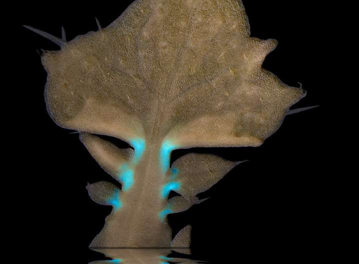 A small piece of DNA with a large effect on leaf shape