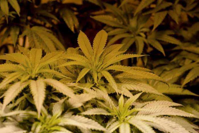 As more states legalize marijuana, adolescents' problems with pot decline