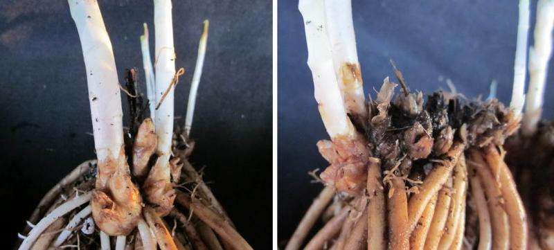 Asparagus freezing tolerance related to rhizome traits