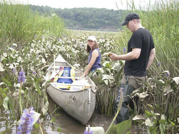 As sea level rises, Hudson River wetlands may expand