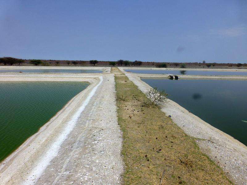 A stabilisation pond system in Namibia increases yields