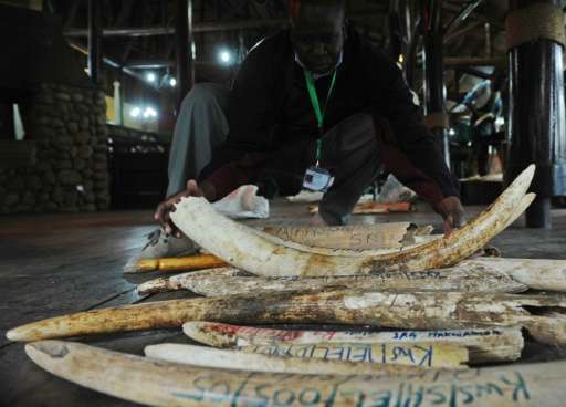 A staff member of the Kenya Wildlife Services does the inventory of illegal elephant ivory stockpiles in Nairobi on July 21, 201