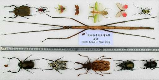 A stick insect (C), declared the world's longest insect, pictured with other smaller ones at the Insect Museum of West China in 
