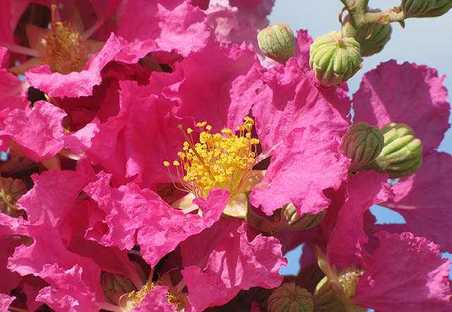 A striking new crape myrtle for Florida's gardens and landscapes
