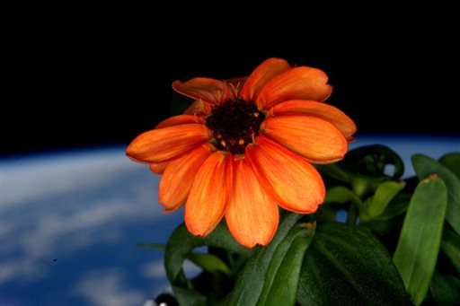 Astronaut nurses zinnia to full bloom after mold invasion