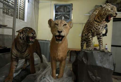 A stuffed tiger (L), lioness (C) and leopard are seen inside the taxidermy centre at the Sanjay Gandhi National park in Mumbai