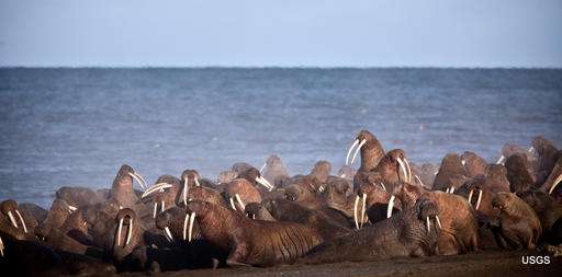 As walrus arrive, Alaska village tells visitors to stay away