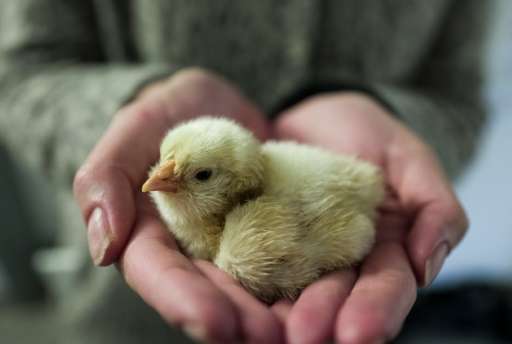 At Dresden's University Clinic, scientists are working to prevent mass culls of newborns by detecting the sex of chicks before t