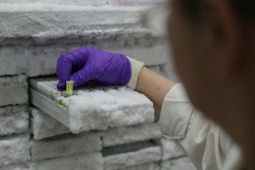 A technician picks up a sample of frozen DNA from Ficus hispida fig tree at the Jodrell Science laboratory at Kew Gardens on May