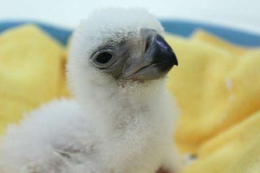 A three-day old Philippine eagle hatchling at the eagle center in Davao City, in the southern island of Mindanao
