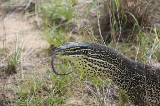 A 'trained' floodplain monitor lizard pictured in the Kimberly region of Western Australia